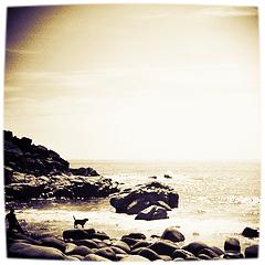 Image of a rocky beach  Creative Commons Attribution 2.5 License by Peter Shanks